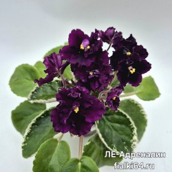 ЛЕ-Адреналин